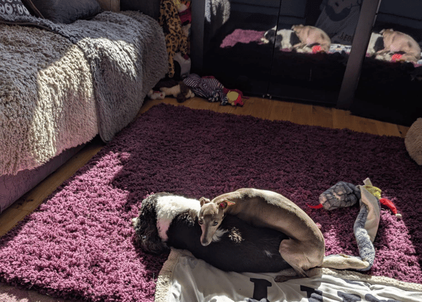 dogs relaxing in a cozy environment in Nicola's dog daycare