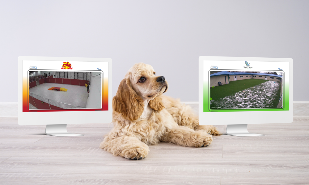 iDogCam Video Services