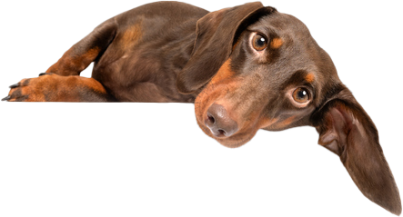 dachsund