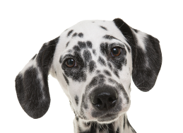 Dalmatian face