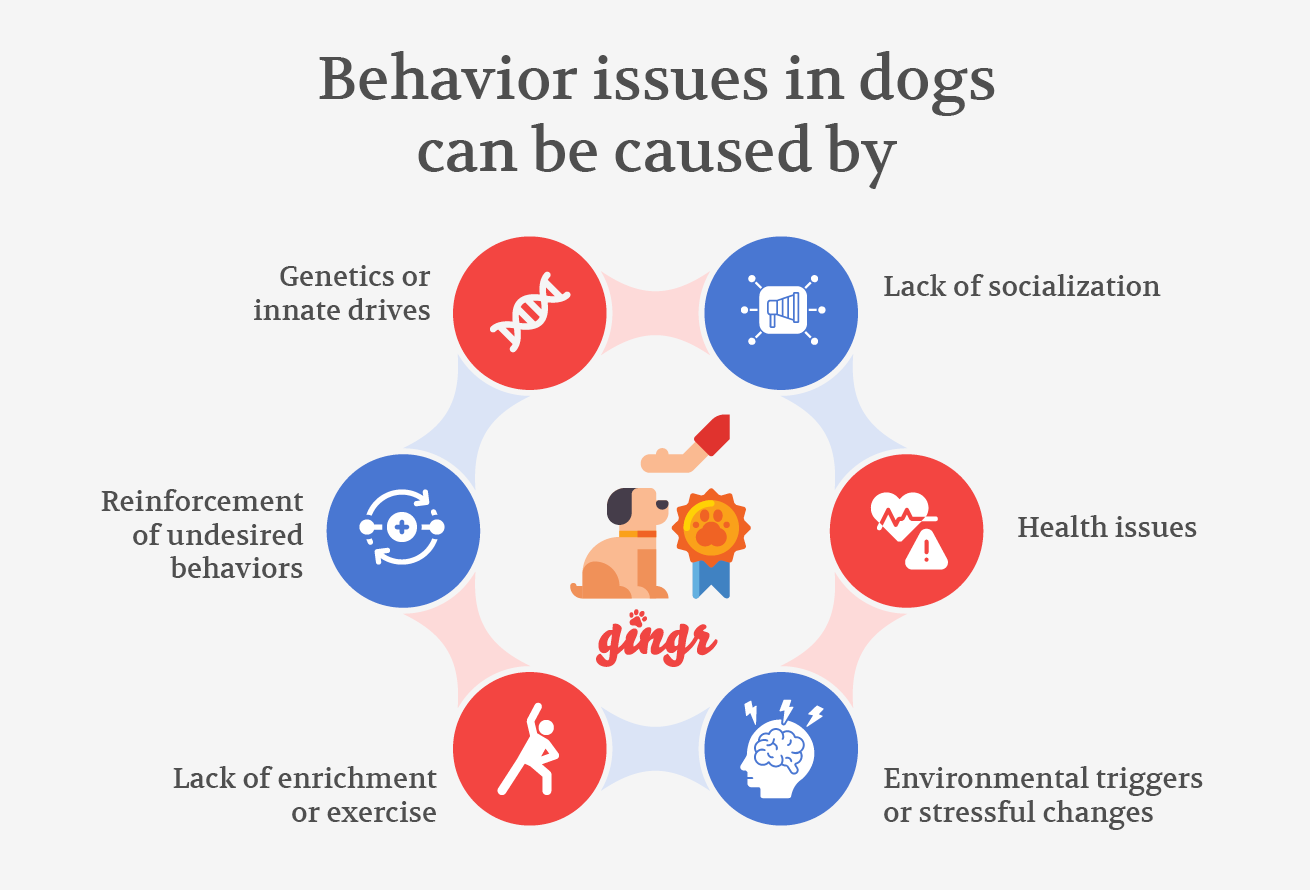Six common factors that contribute to behavioral issues in dogs (detailed below).