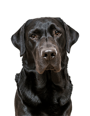 Dog Business Analytic Software Gingr1