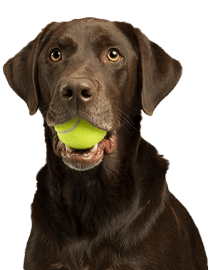 Dog software for payment processing 4