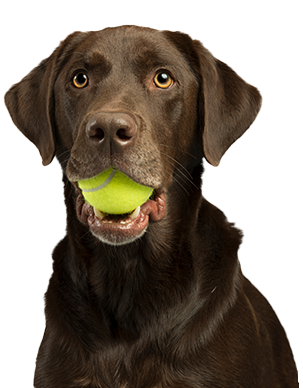 Dog software for payment processing