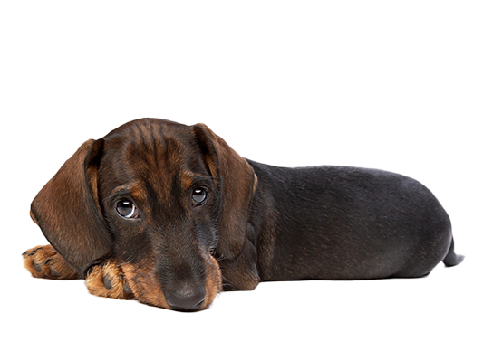 dog-efficiency-software