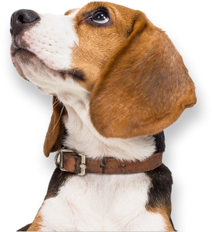 beagle looking up
