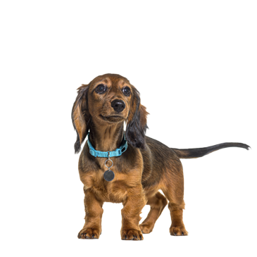 dog-online-booking-software-1