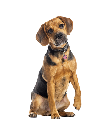 dog-payment-processing-1