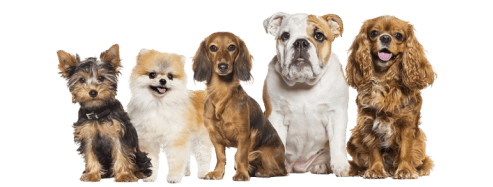 dogs-group-img