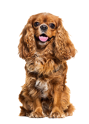 easy-booking-dog-service