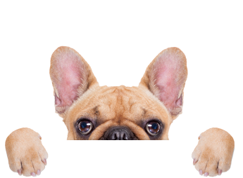 FrenchBulldog-2