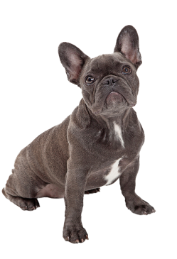 FrenchBulldog