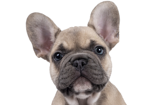 FrenchBulldog