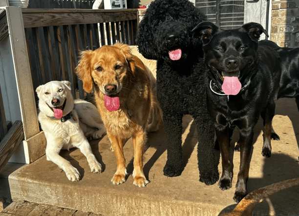 happy dogs outside Home Sweet Home dog boarding business