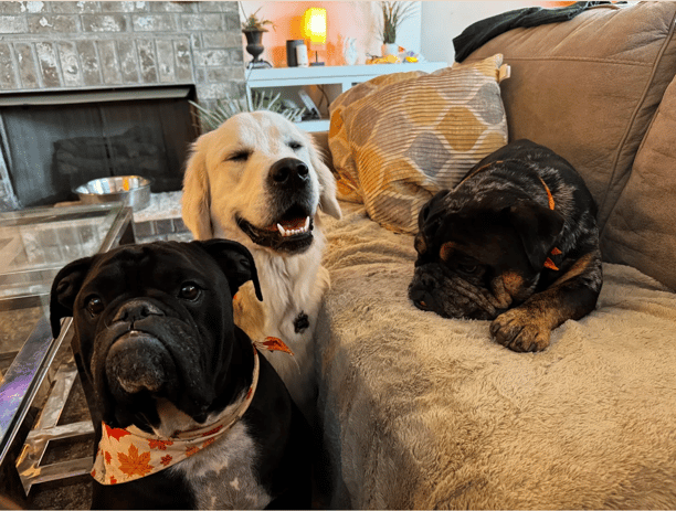 dogs relaxing in Home Sweet Home boarding facility