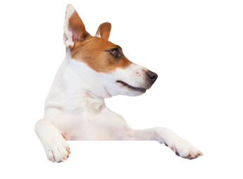 JackRussel