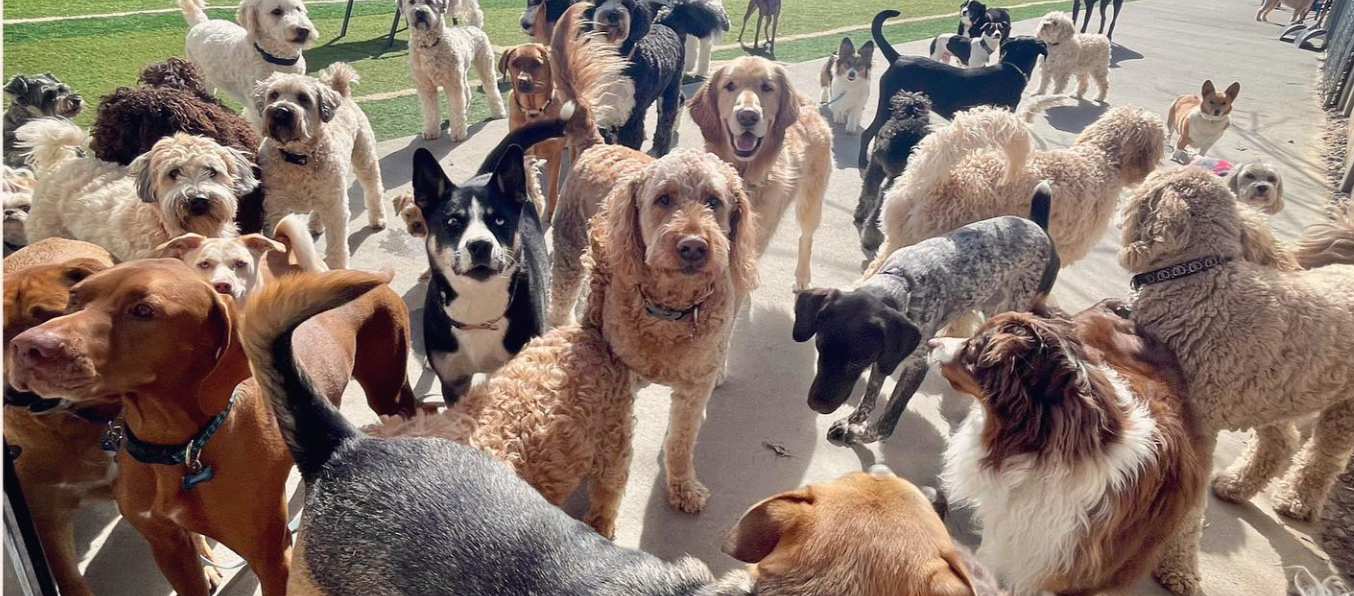 Staying Ahead of the Pack with Gingr Pet-Care Software