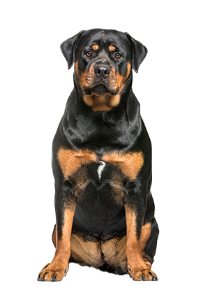 membership-dog-software