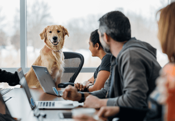 The Importance of Data Hygiene for Your Pet Business