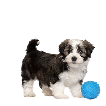 Pet-report-cards-dog-1