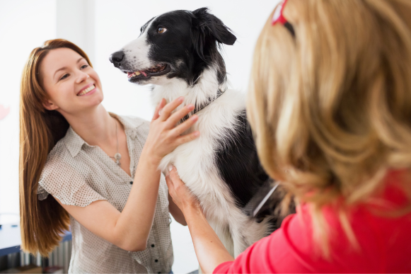 An owner pets her dog while at the groomer