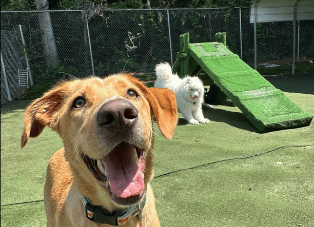 dogs smiling during outdoor exercise and enrichment time at Planet Pup