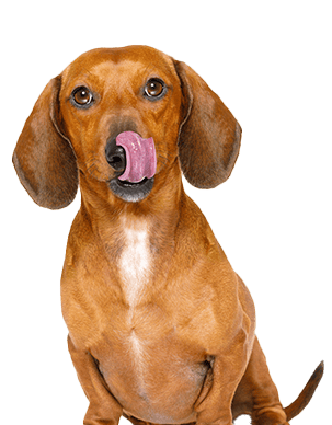 Precheck dog scheduling software2