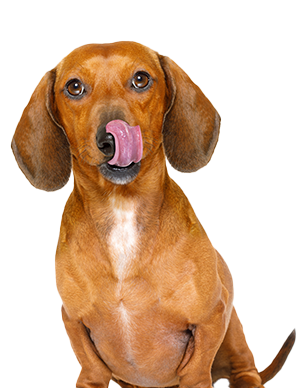 Precheck dog scheduling software2