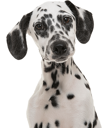 Dog Park Dalmatian