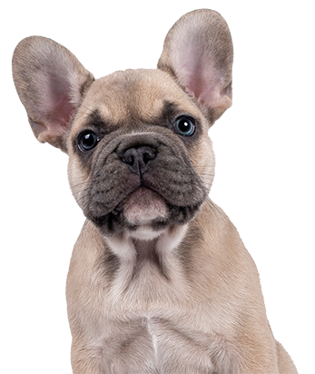 Grooming French Bulldog