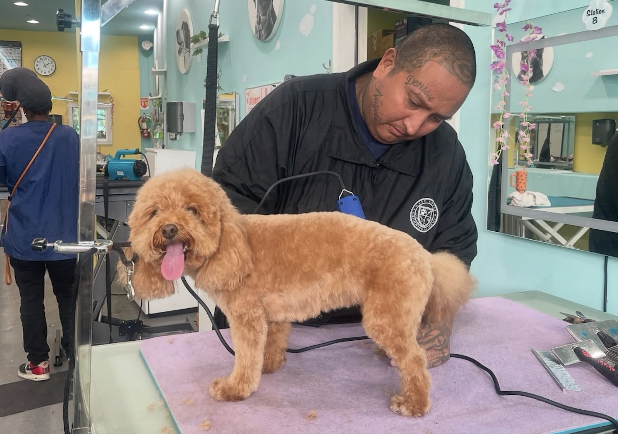 a dog groomer works on the fur of a small dog with its tongue wagging