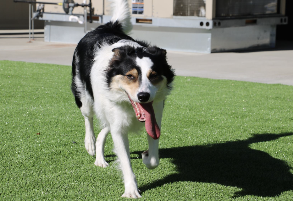 24/7 Care at Priority Boarding and Daycare