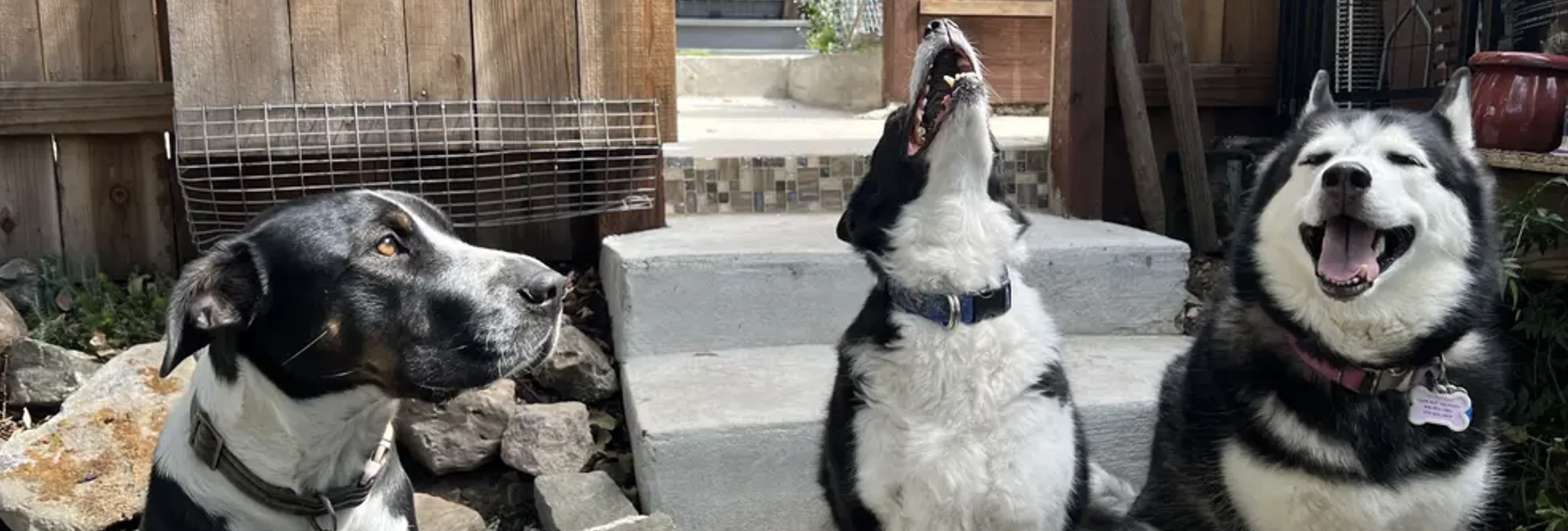 K9 Lounge Dog Boarding and Daycare