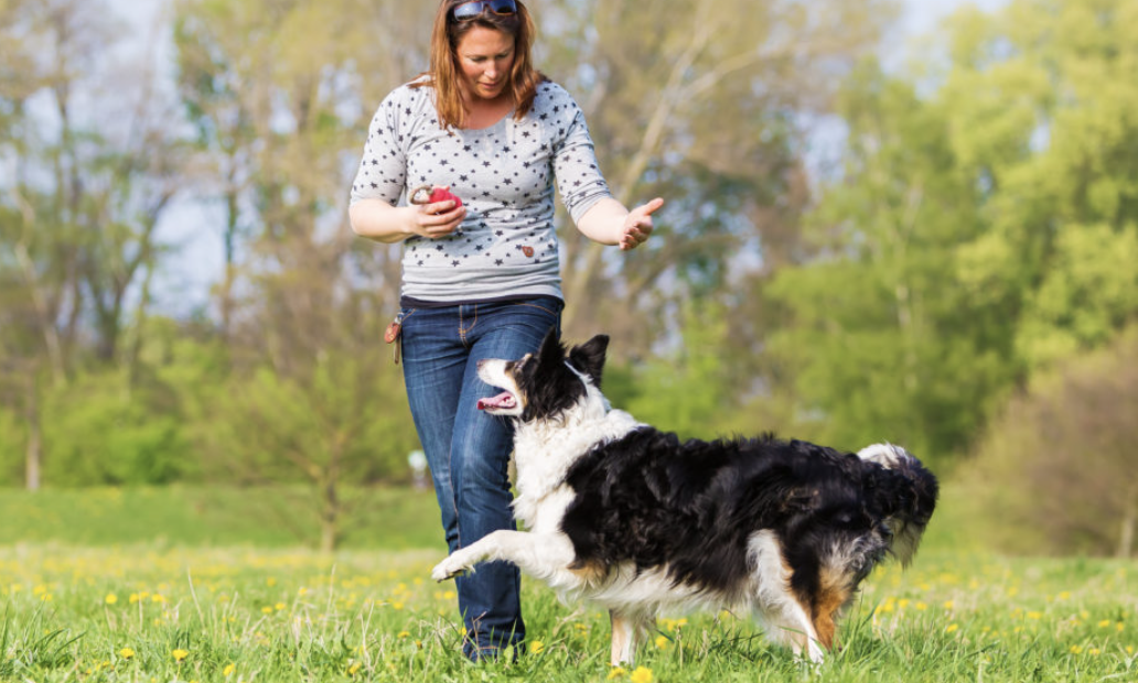 Royton - Board and Train