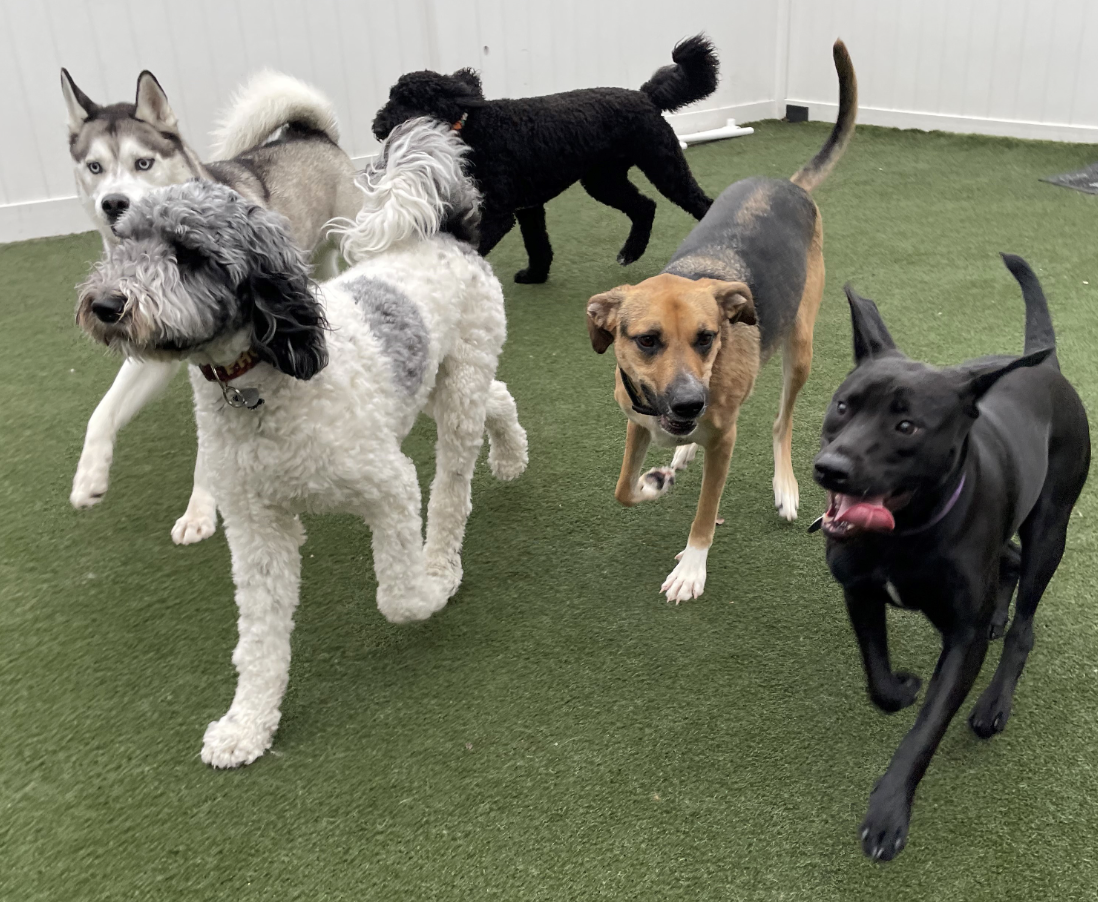 Having A Ball at Paws at Play Resort in Royalton, Ohio