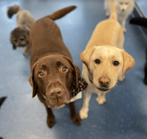 Dogs @ Play: Sydney's Canine Haven Thrives with Gingr