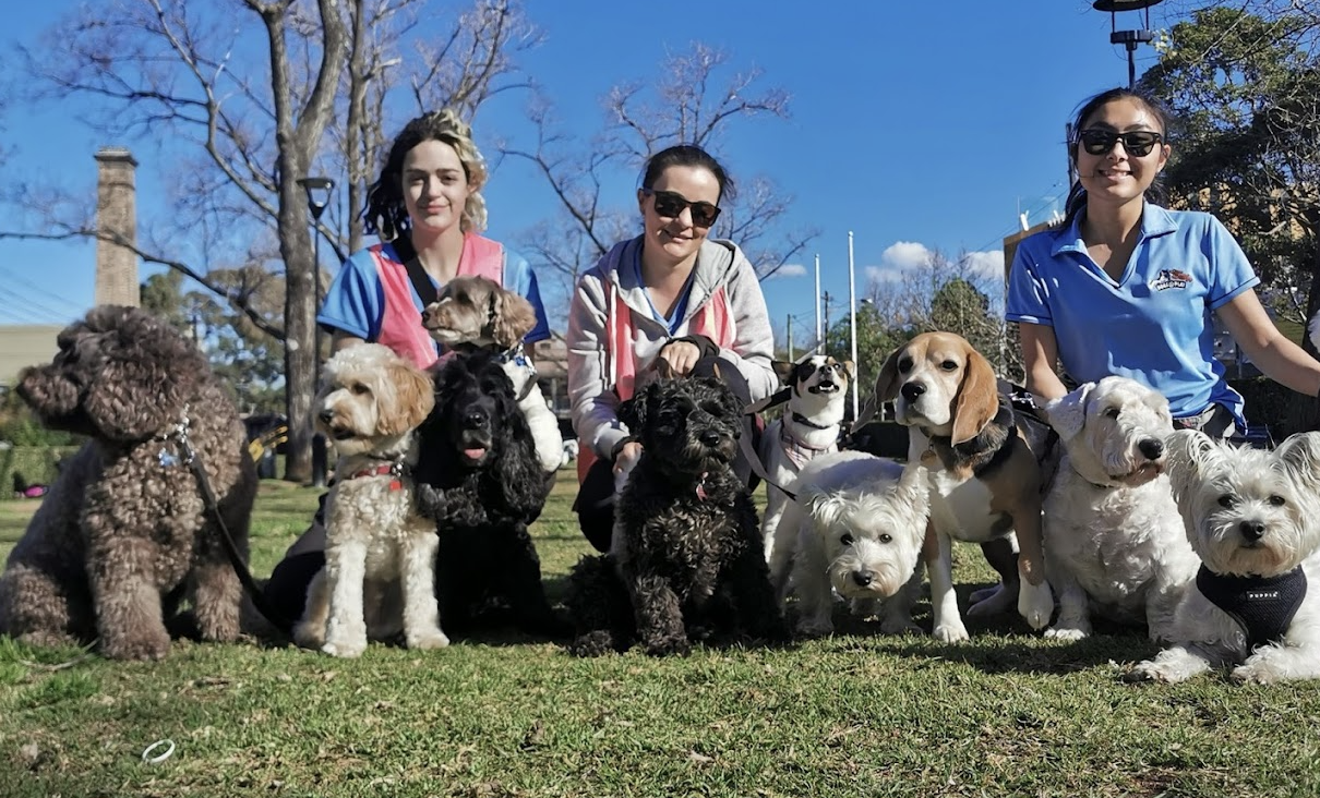 Dogs @ Play: Sydney's Canine Haven Thrives with Gingr 