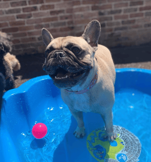 Dogs @ Play: Sydney's Canine Haven Thrives with Gingr