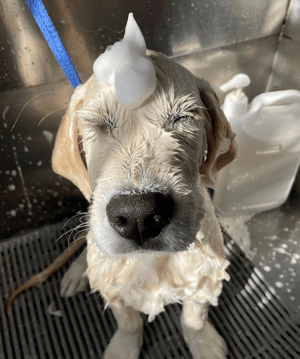 Dogs @ Play: Sydney's Canine Haven Thrives with Gingr