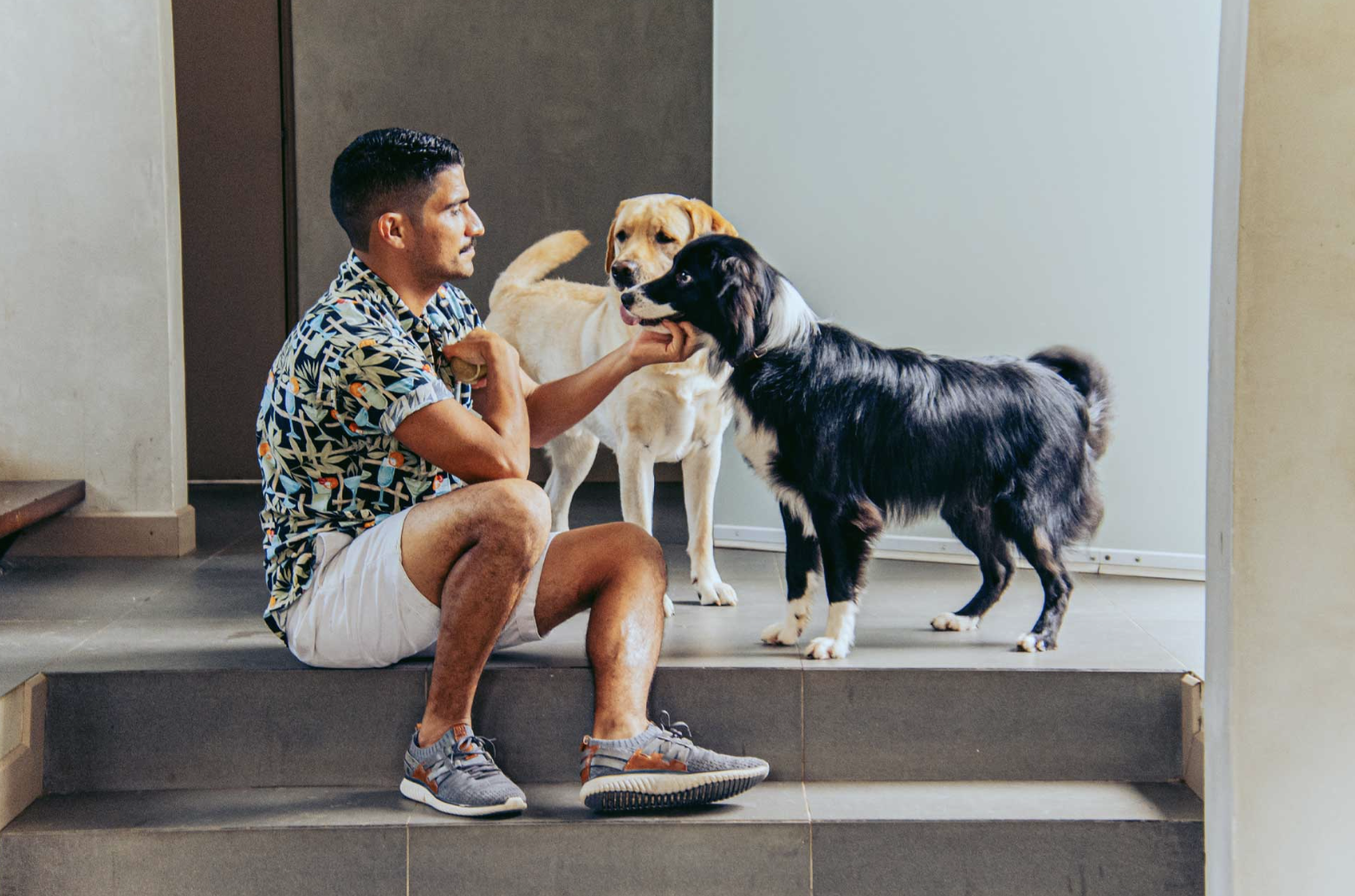 Transforming Luxury Dog Boarding: The Impact of Gingr on Dogmatico Costa Rica 