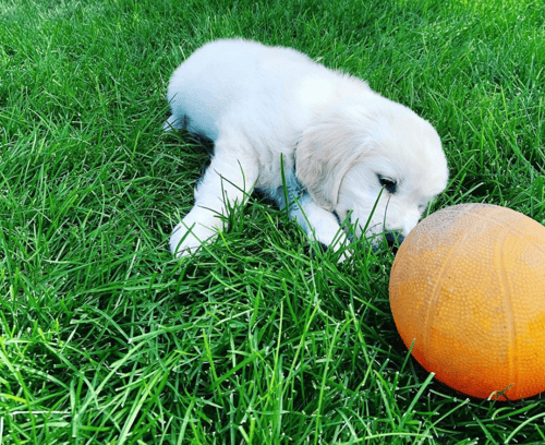 Gingr's Paw-sitive Impact: Transforming Dog Training Elite