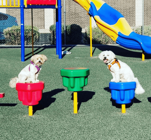 Gingr's Paw-sitive Impact: Transforming Dog Training Elite