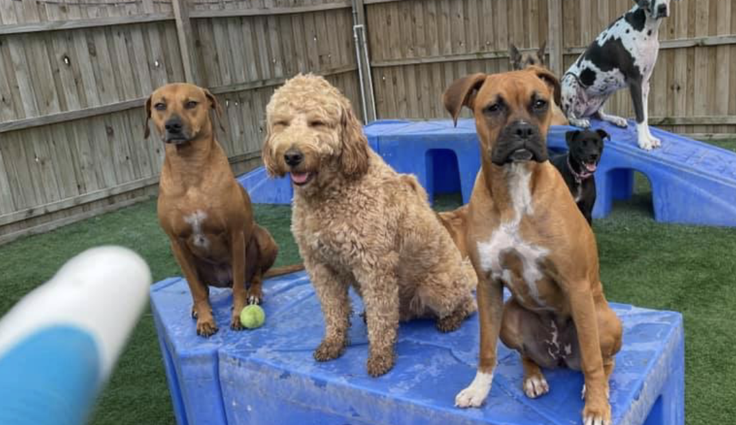 Bark Life's Journey with Gingr: A Pawsitive Transformation