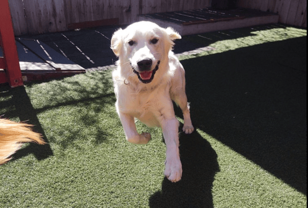 Transforming Play Dog Play: A Gingr Success Story