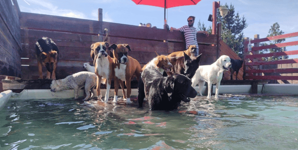 Transforming Play Dog Play: A Gingr Success Story