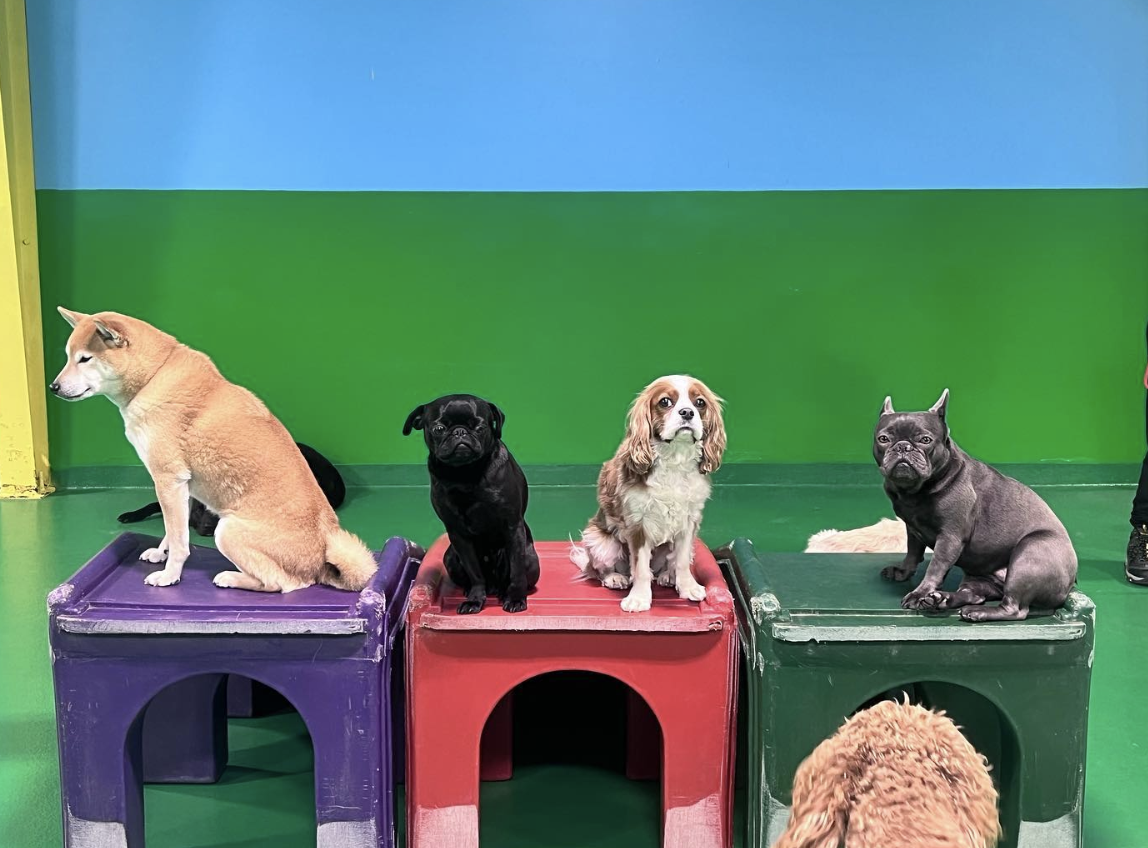 Unleashing Efficiency: How Gingr Transforms Play Dog Play's Pet-Care Experience