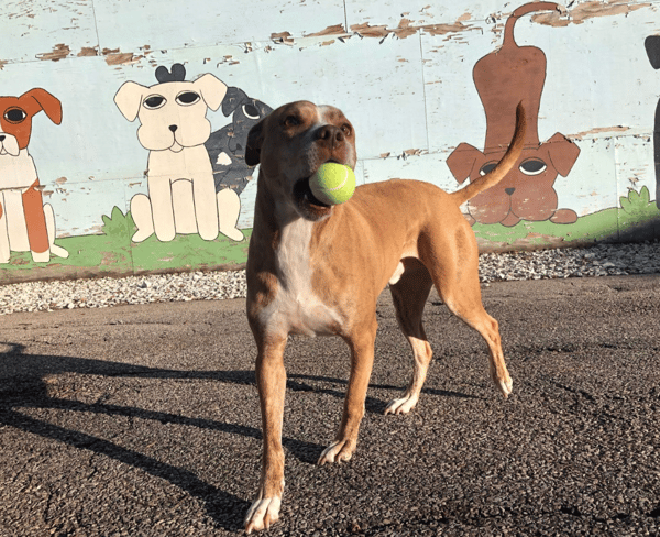 Unleashing Efficiency: How Gingr Transforms Play Dog Play's Pet-Care Experience