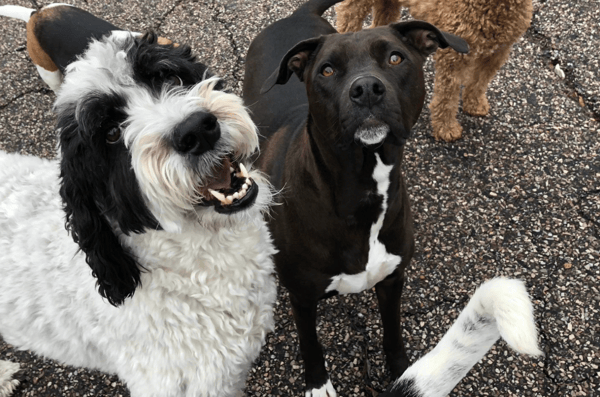 Unleashing Efficiency: How Gingr Transforms Play Dog Play's Pet-Care Experience