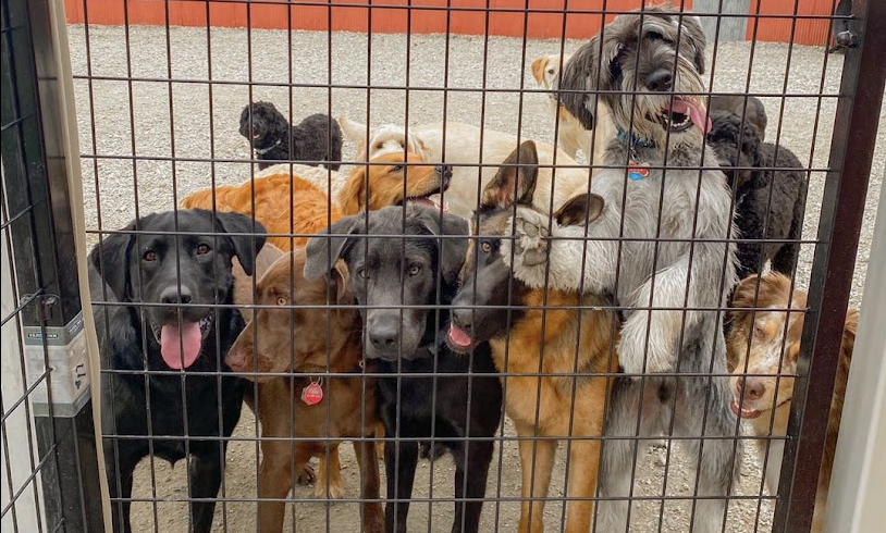 rock river pet resort