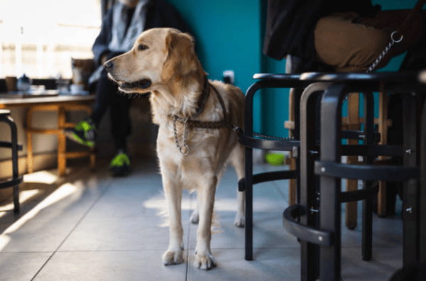 Dog Bar Safety Tips: How to Handle Dog Behavior in a Social Environment